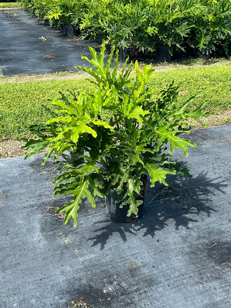 philodendron-selloum-selloum
