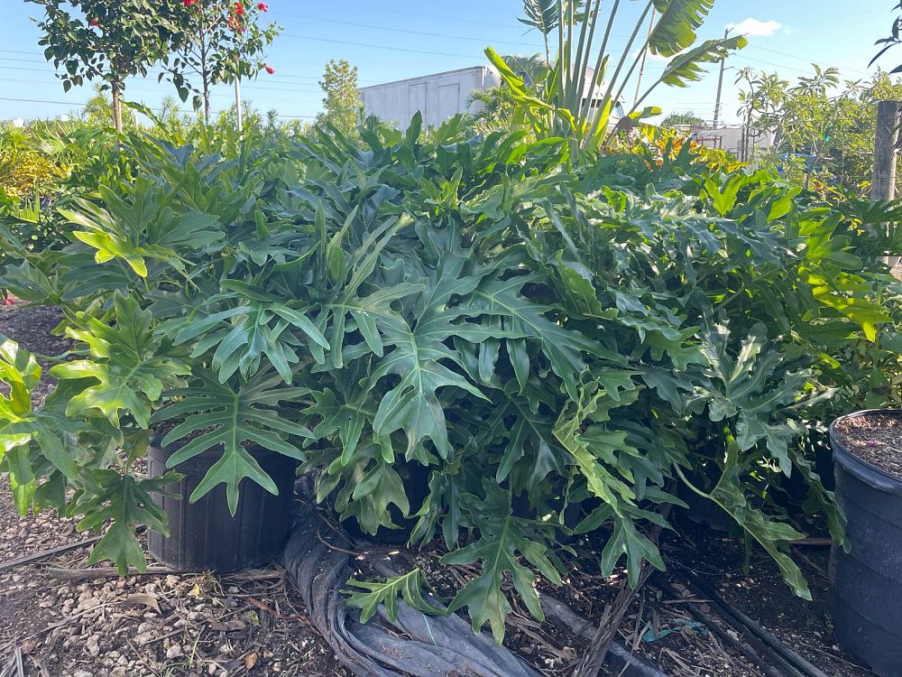 philodendron-selloum-selloum