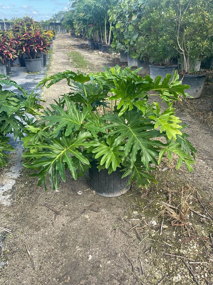 philodendron-selloum-selloum