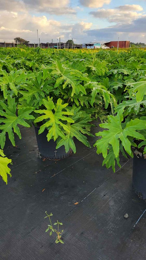 philodendron-selloum-selloum