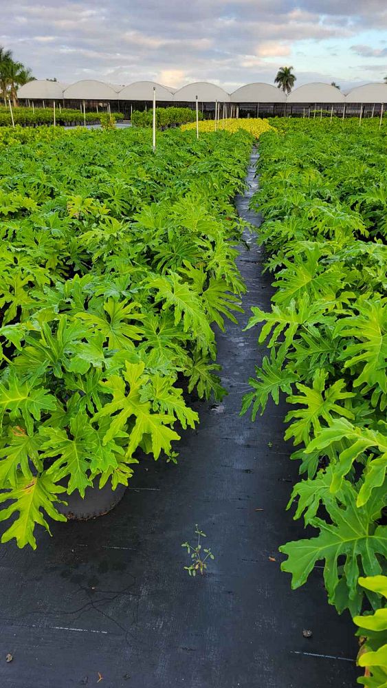 philodendron-selloum-selloum