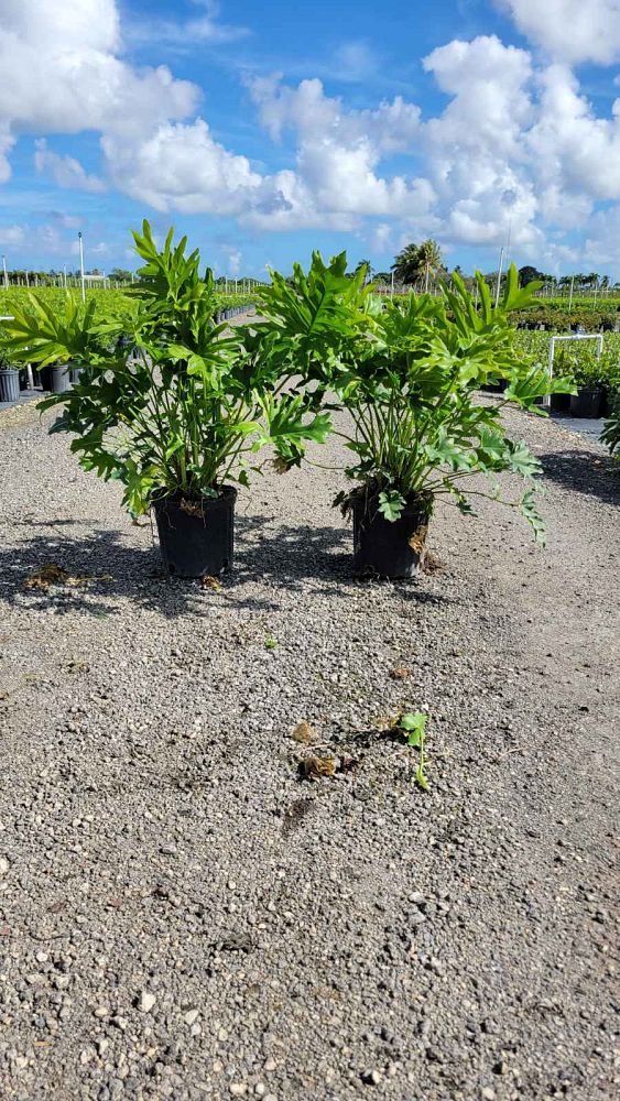 philodendron-selloum-selloum