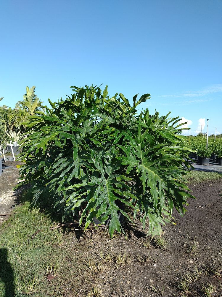philodendron-selloum-selloum