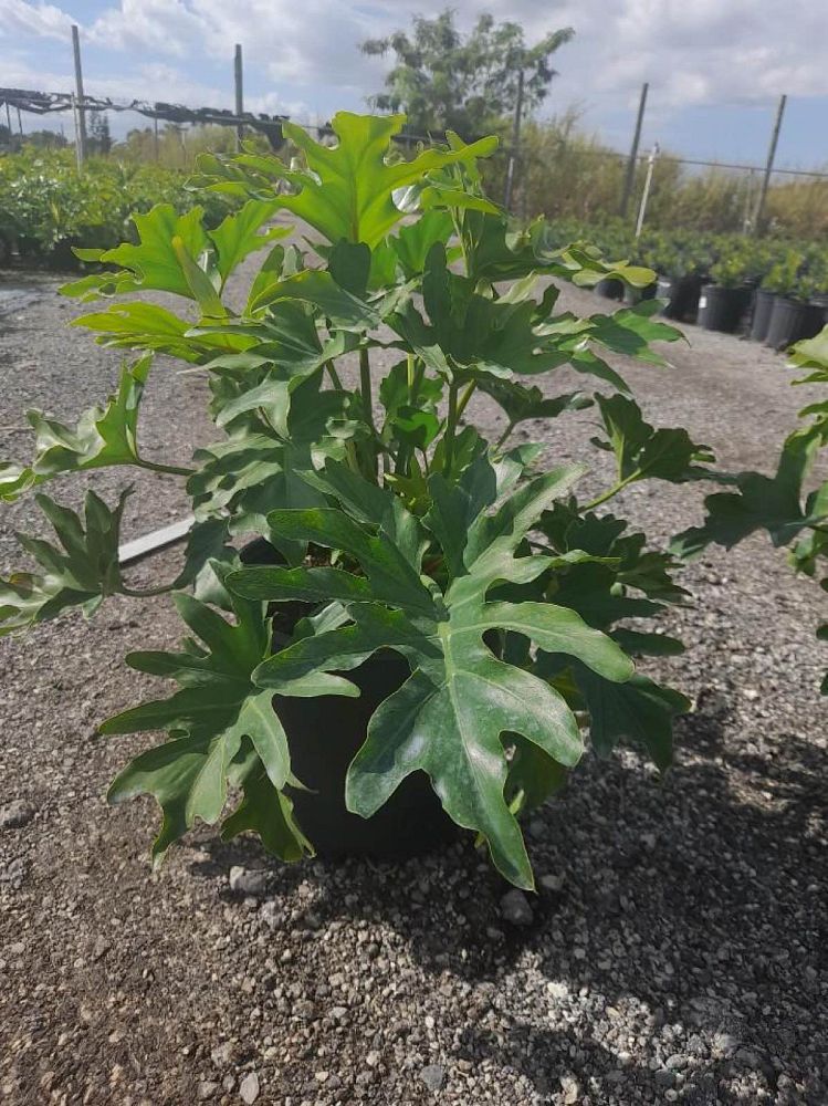 philodendron-selloum-selloum
