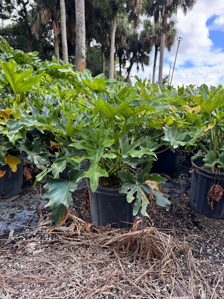 philodendron-selloum-selloum