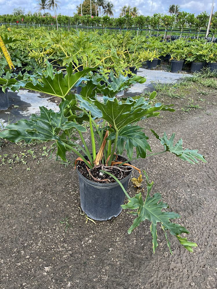 philodendron-selloum-selloum