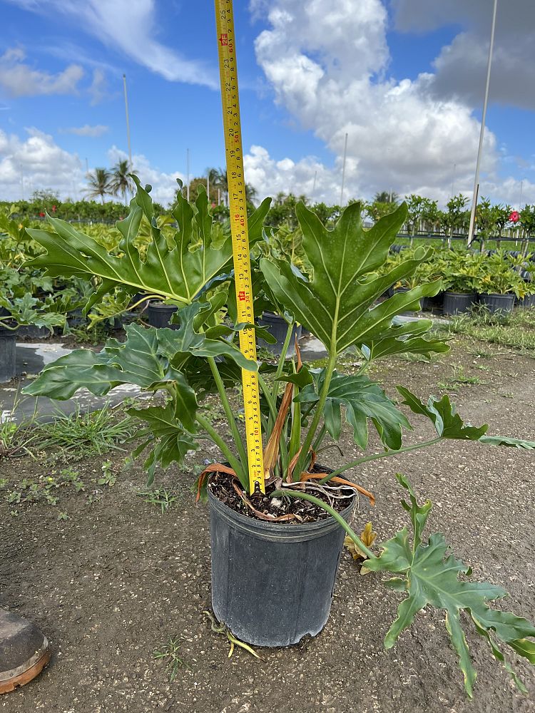 philodendron-selloum-selloum