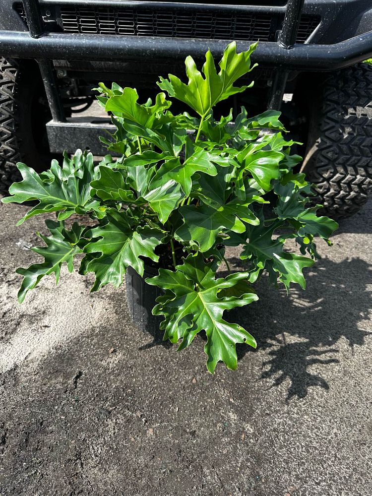 philodendron-selloum-selloum