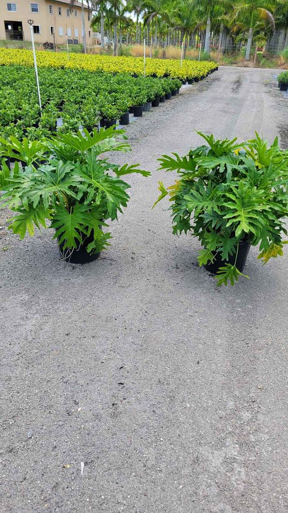 philodendron-selloum-selloum