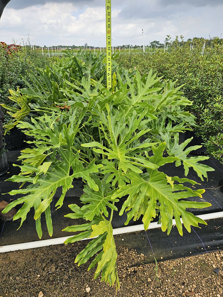 philodendron-selloum-selloum