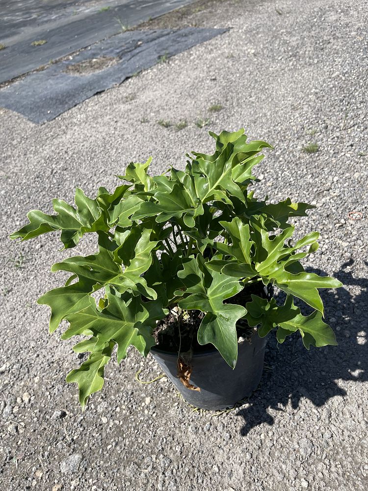 philodendron-selloum-selloum