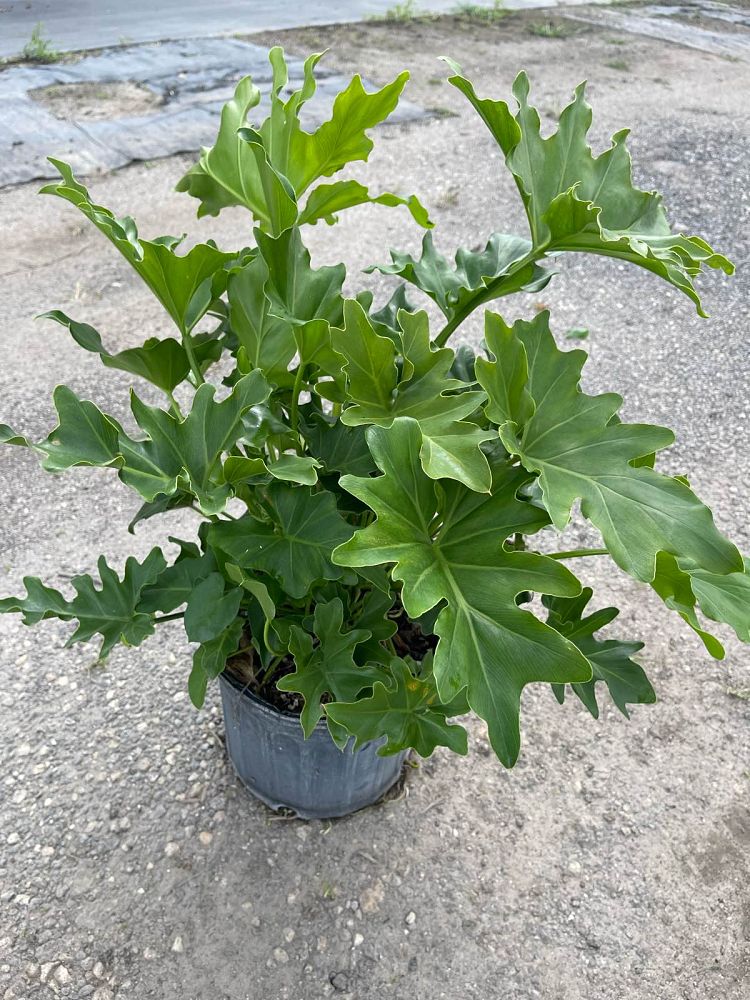 philodendron-selloum-selloum