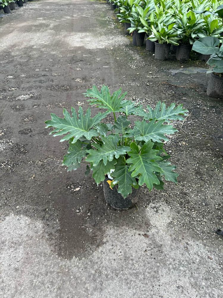 philodendron-selloum-selloum