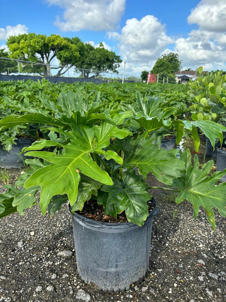 philodendron-selloum-selloum