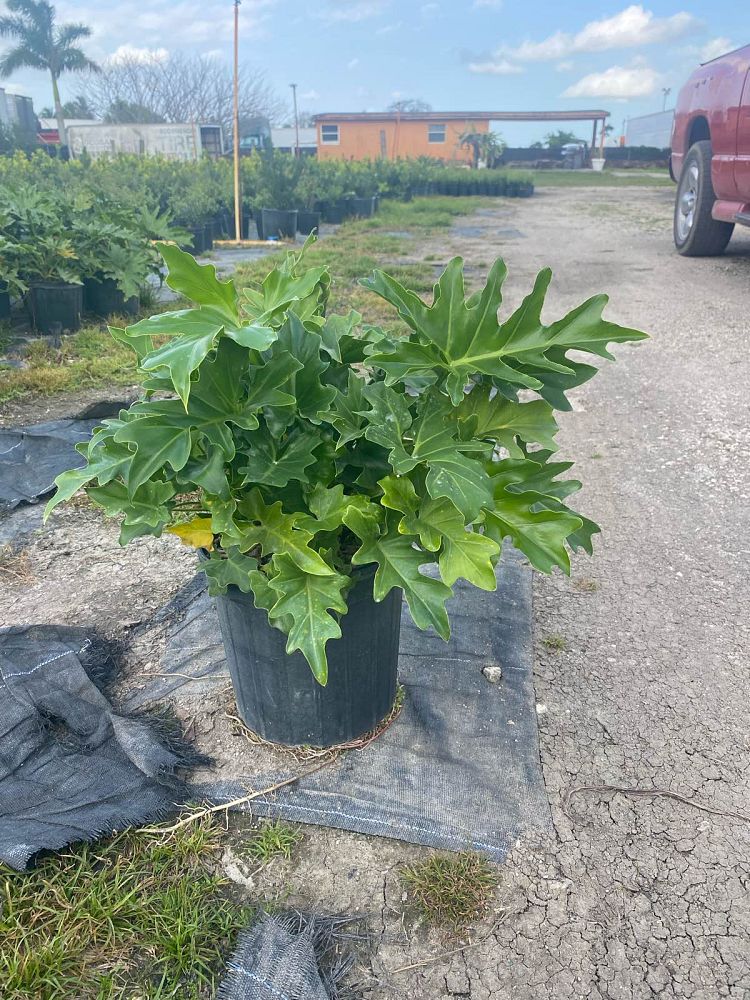 philodendron-selloum-selloum