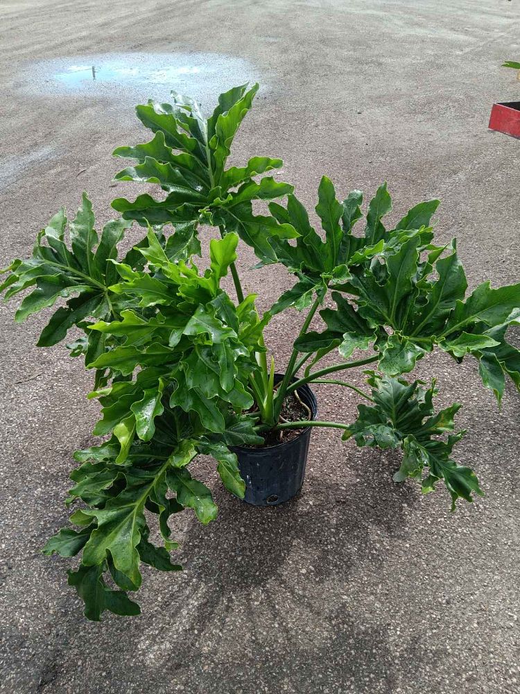 philodendron-selloum-selloum