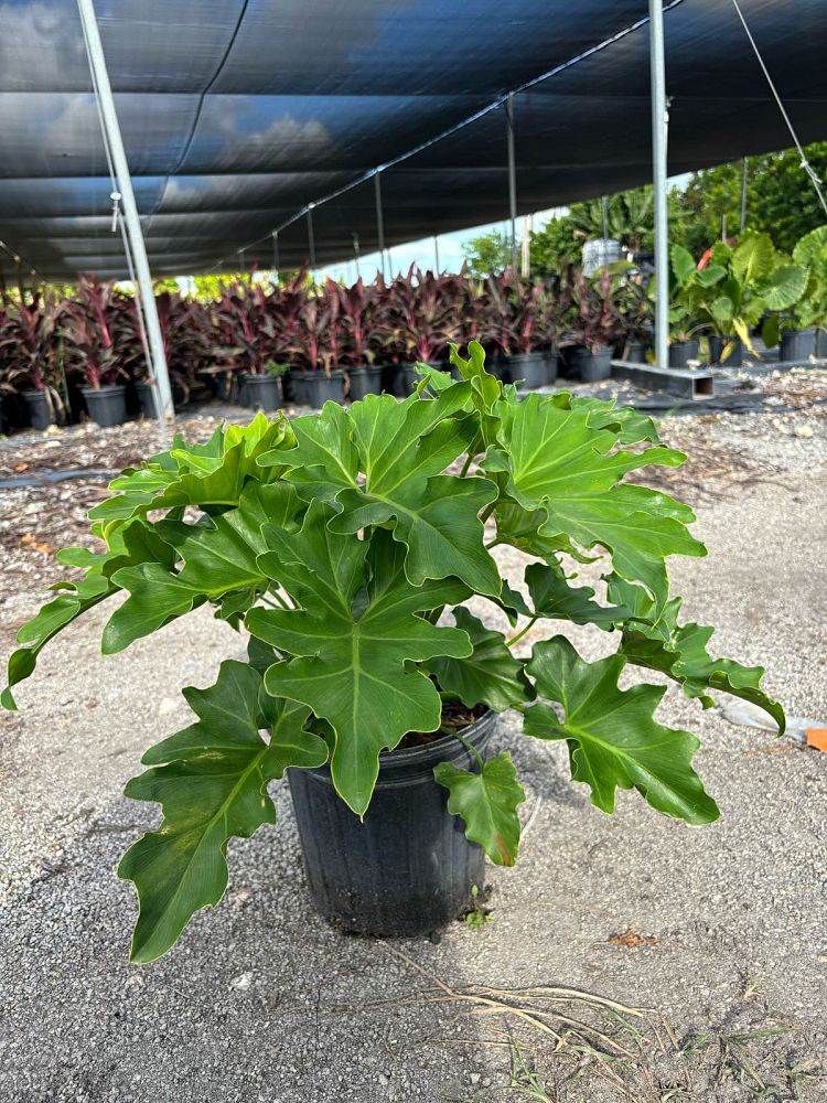 philodendron-selloum-selloum