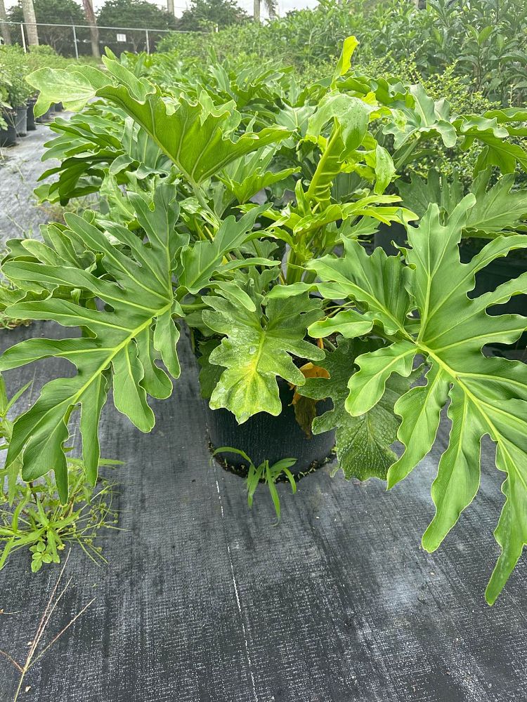 philodendron-selloum-selloum
