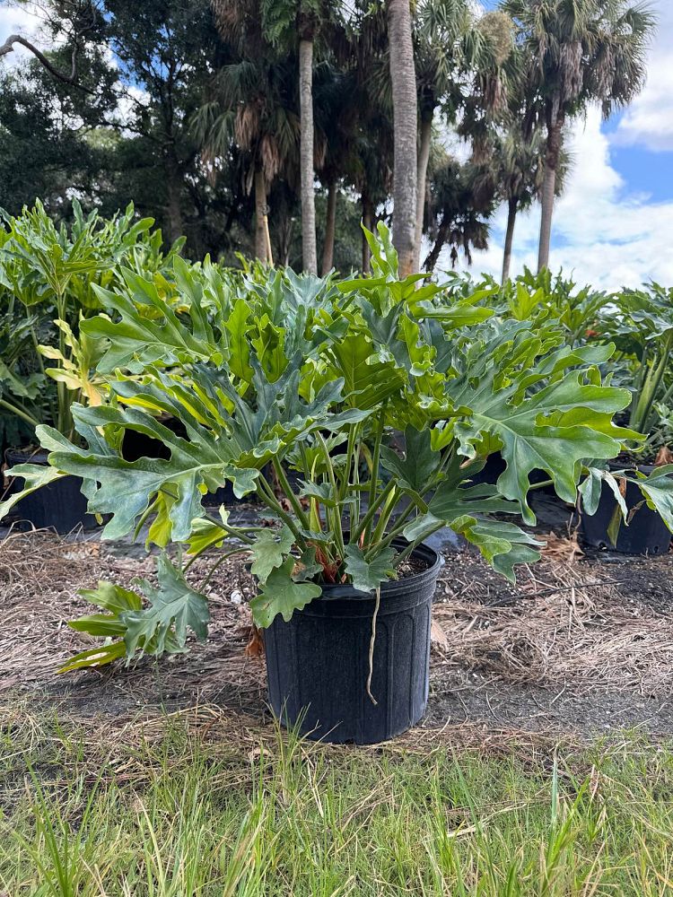 philodendron-selloum-selloum