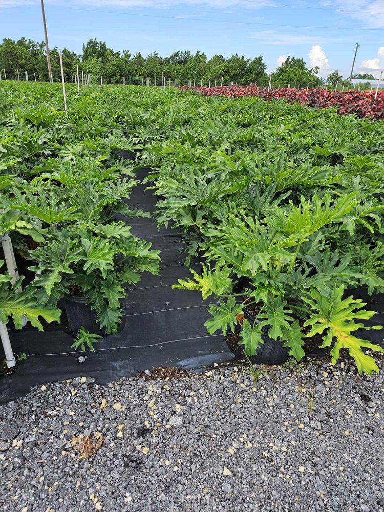 philodendron-selloum-selloum