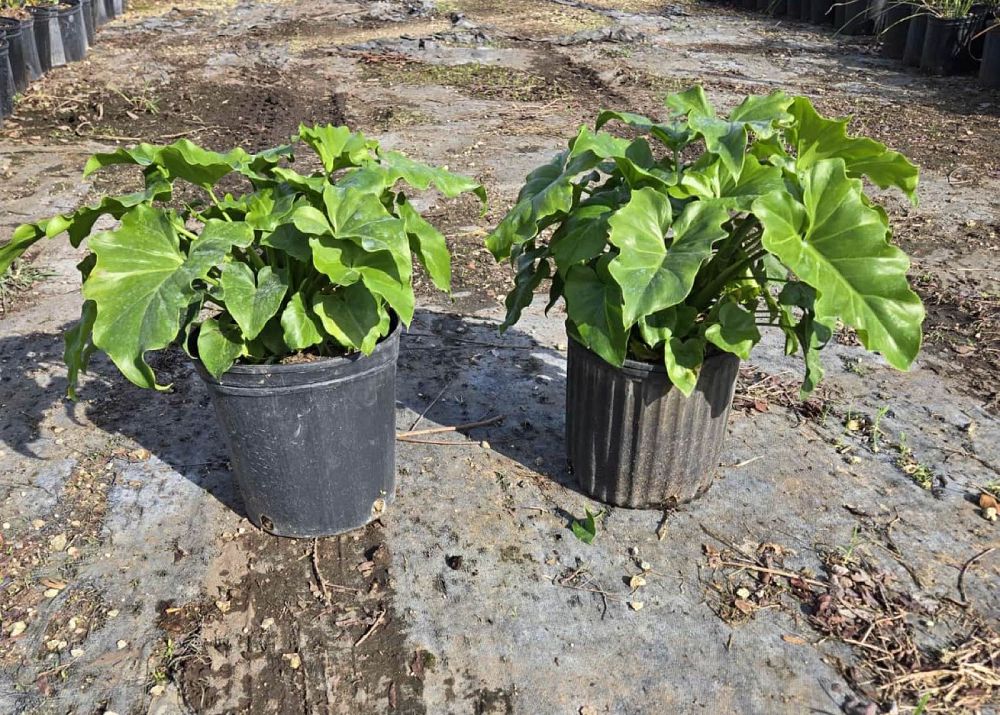 philodendron-selloum-selloum
