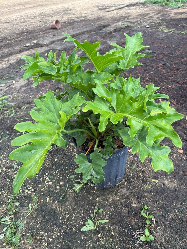 philodendron-selloum-selloum