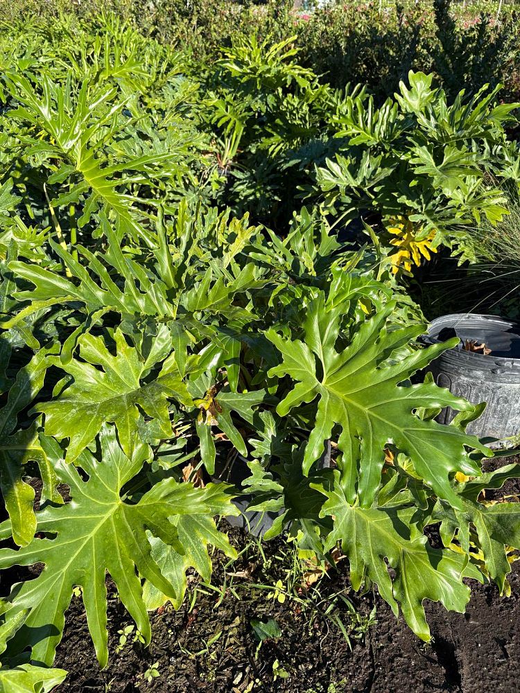 philodendron-selloum-selloum