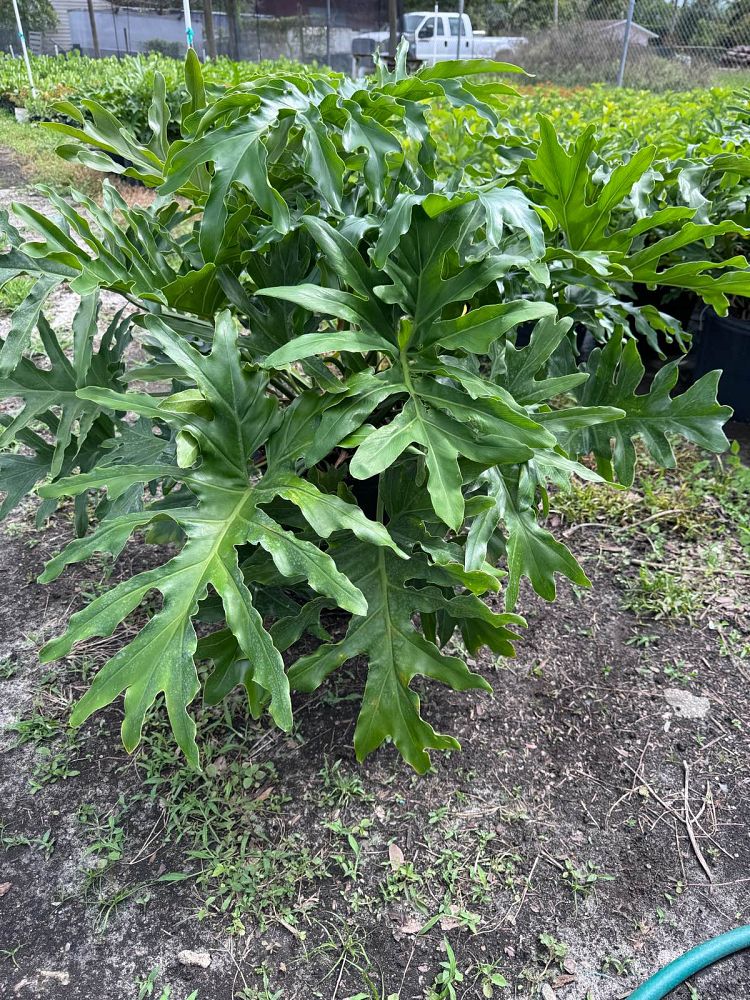 philodendron-selloum-selloum