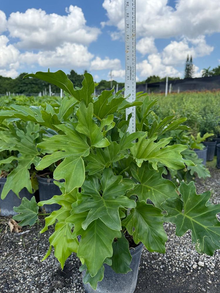 philodendron-selloum-selloum