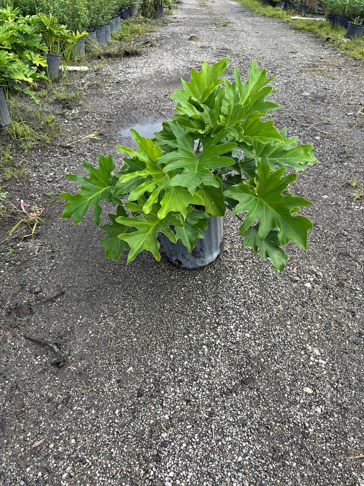 philodendron-selloum-selloum