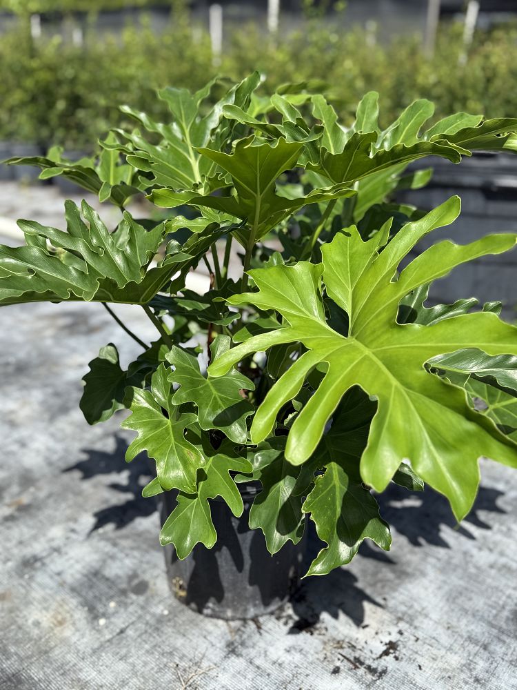 philodendron-selloum-selloum