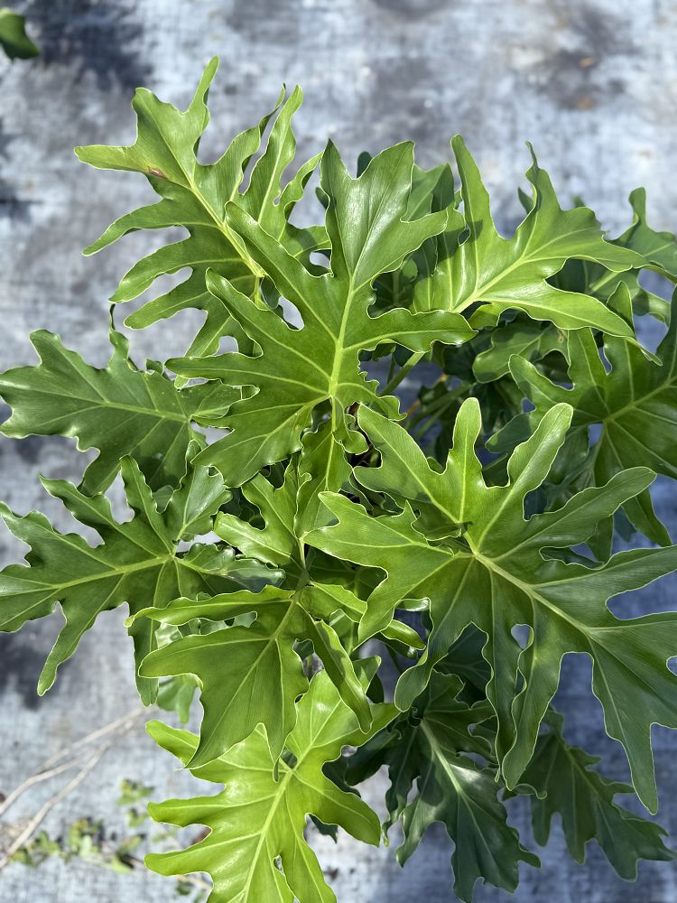 philodendron-selloum-selloum