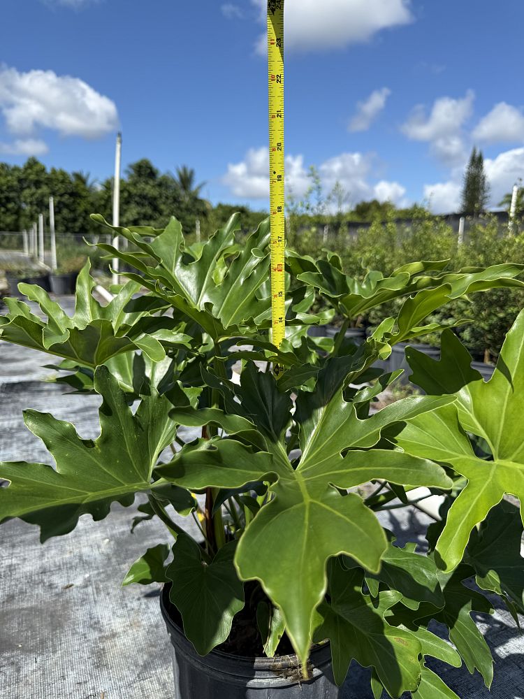 philodendron-selloum-selloum