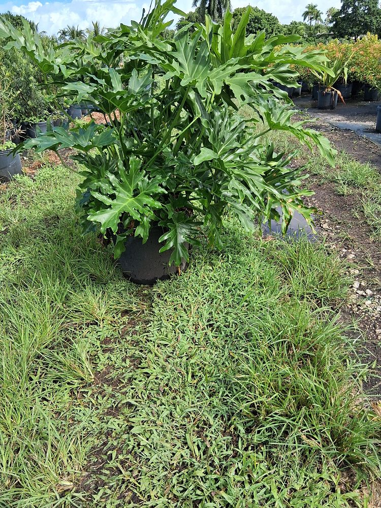 philodendron-selloum-selloum