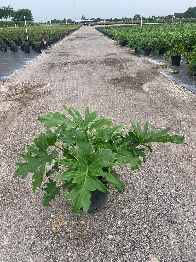 philodendron-selloum-selloum