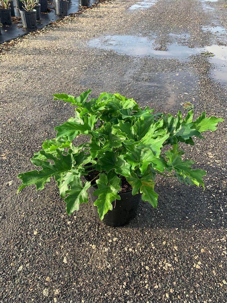 philodendron-selloum-selloum