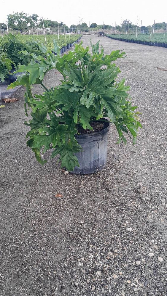 philodendron-selloum-selloum