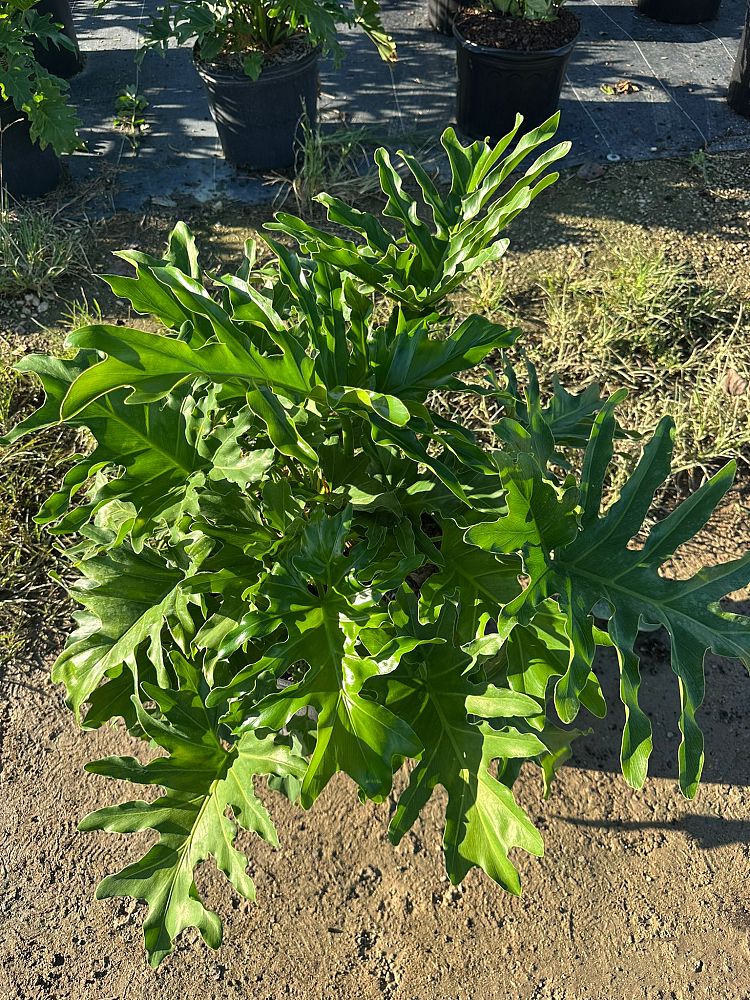 philodendron-selloum-selloum