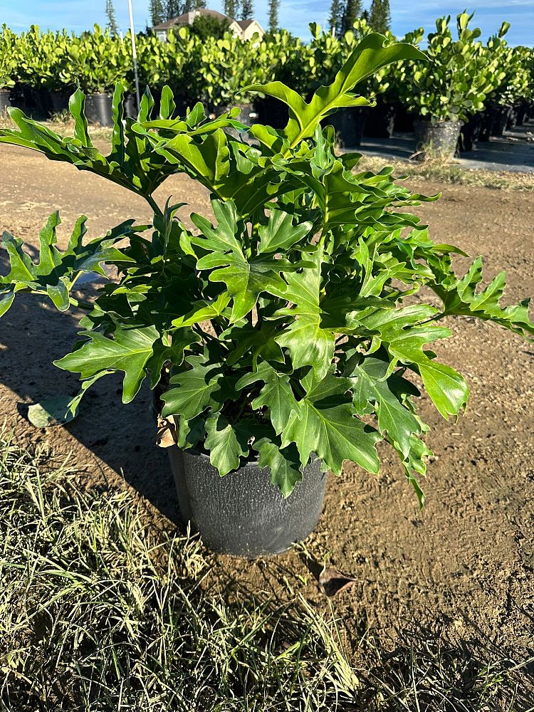 philodendron-selloum-selloum