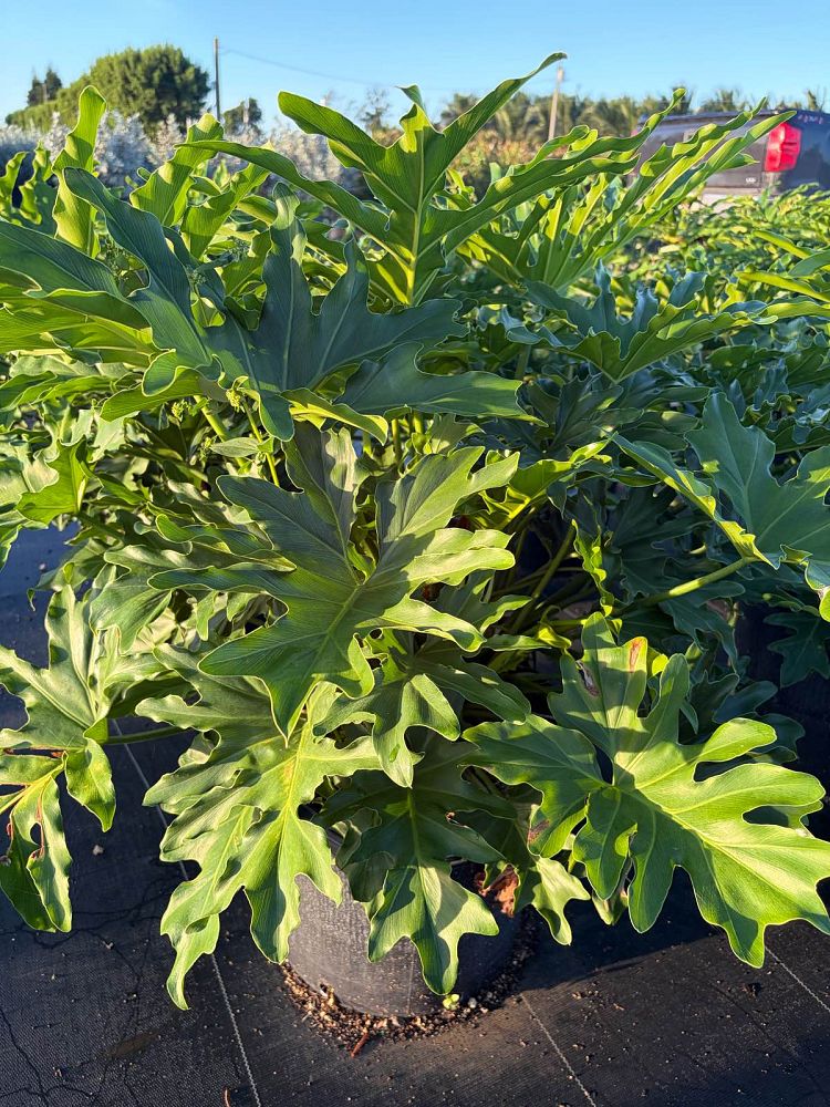 philodendron-selloum-selloum