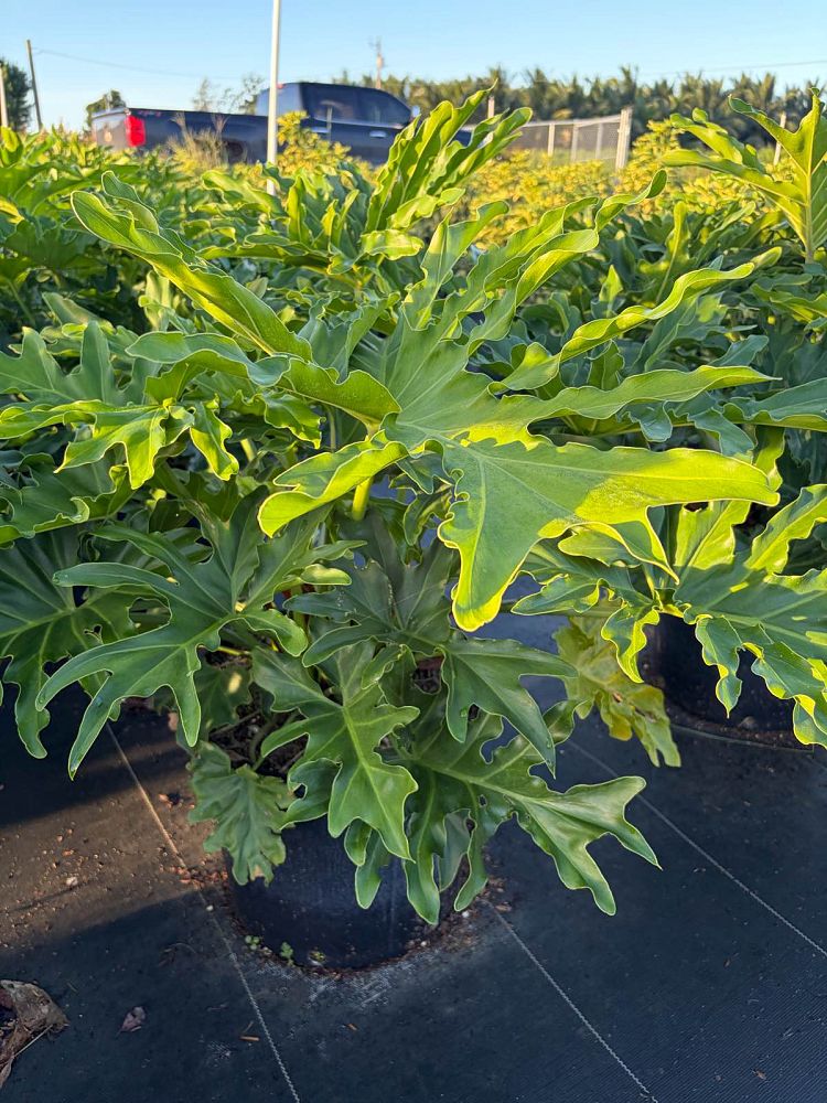 philodendron-selloum-selloum