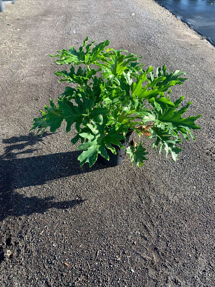 philodendron-selloum-selloum