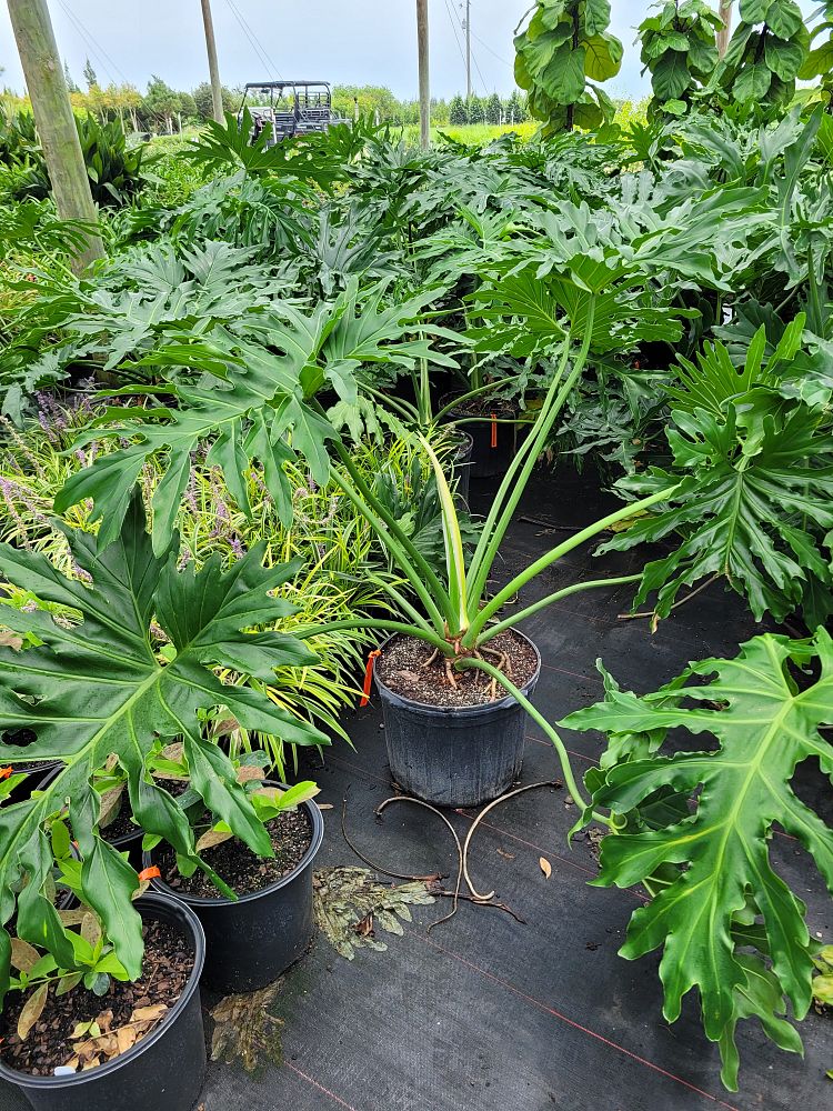 philodendron-selloum-selloum