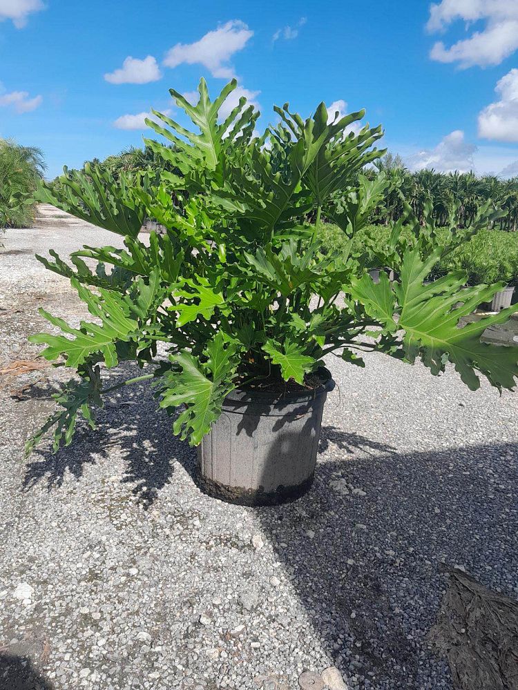 philodendron-selloum-selloum