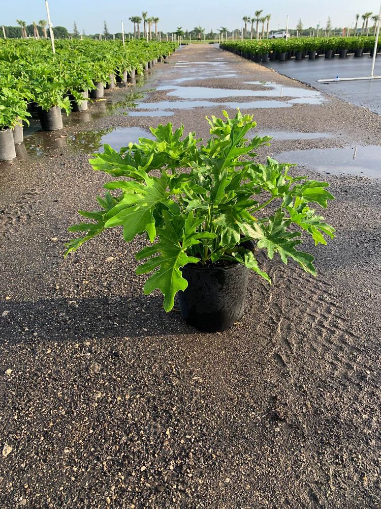 philodendron-selloum-selloum