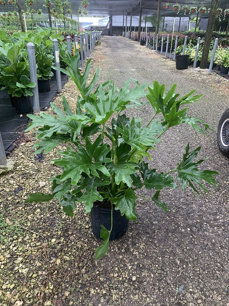 philodendron-selloum-selloum