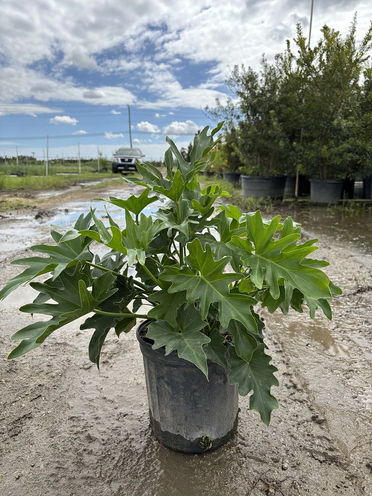philodendron-selloum-selloum