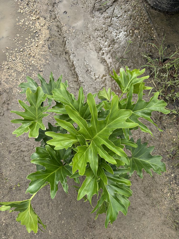 philodendron-selloum-selloum