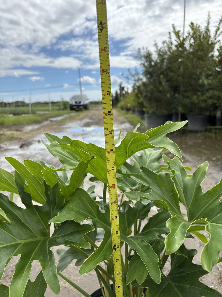 philodendron-selloum-selloum