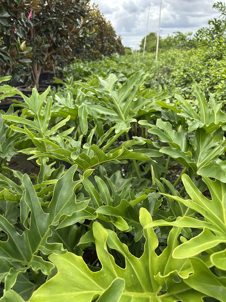 philodendron-selloum-selloum